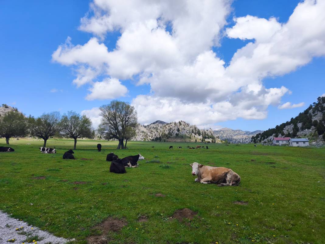 Konya’nın ünlü yaylasında baharın renkli yüzü çıktı 6